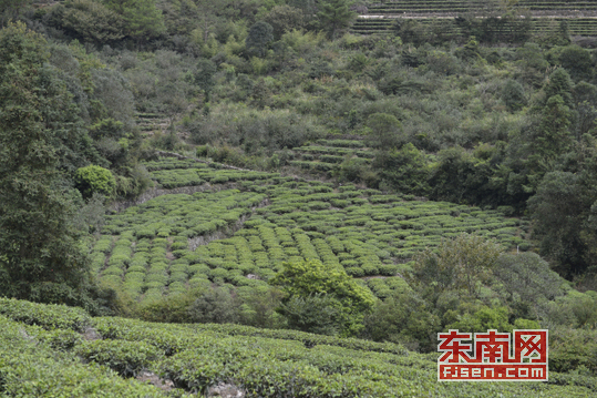 御茶园老总_重庆茶园观山御景