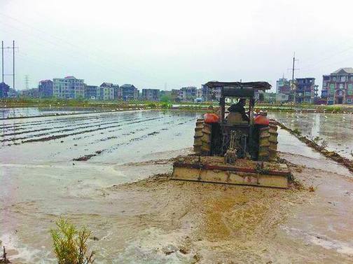 莆田东峤镇前沁村2000亩水田翻耕松土 - 莆田