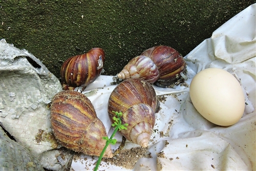 躲在居民楼墙角的非洲大蜗牛,块头比鸡蛋还大