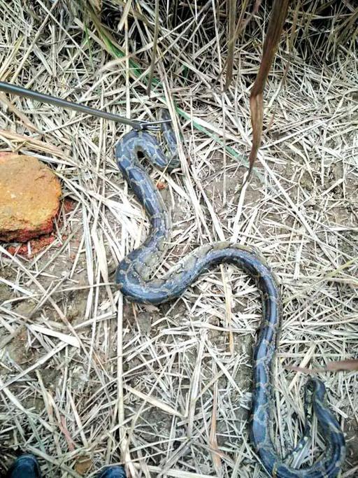 莆田仙游县西苑乡一村民家中现大蟒蛇 约2米重14斤