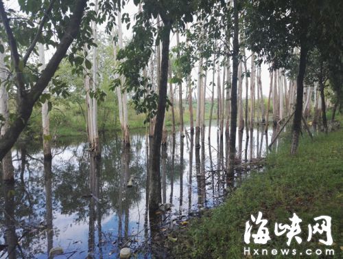 这些树都浸泡在水中      
