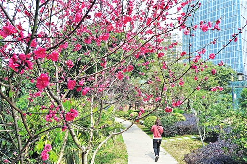 莆田绶溪公园桃花竞相开放 吸引市民前来观赏