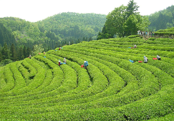 遵义茶宣传片国庆登陆央视黔茶香飘全世界