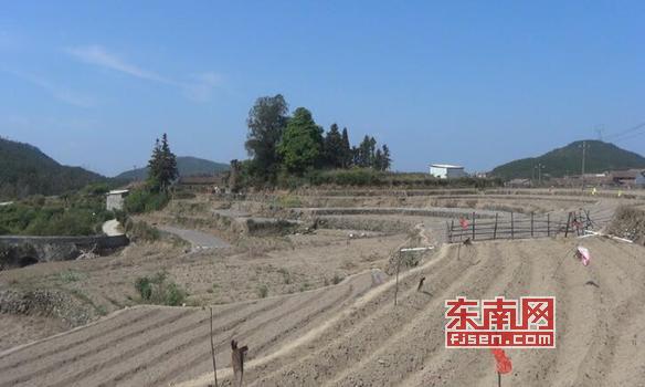 莆田城厢区东海镇坪洋村引进中药材种植项目助推乡村振兴