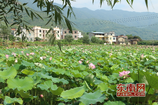 莆田城厢区常太镇溪南村百亩荷花展玉颜 市民纷至沓来